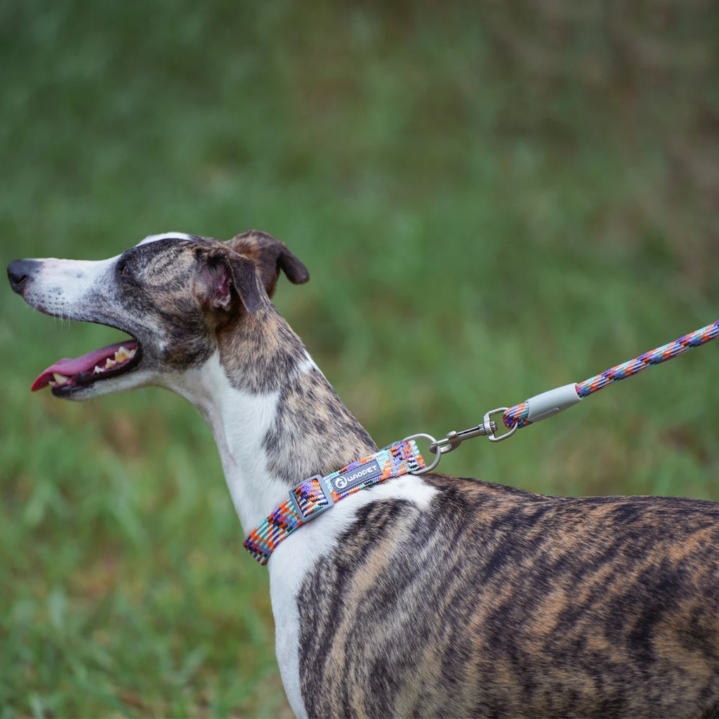 Le Canyon-Waf Line-laisses chien-harnais-enrouleur-dressage