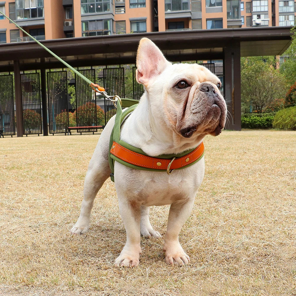 Le Largo-Waf Line-laisses chien-harnais-enrouleur-dressage