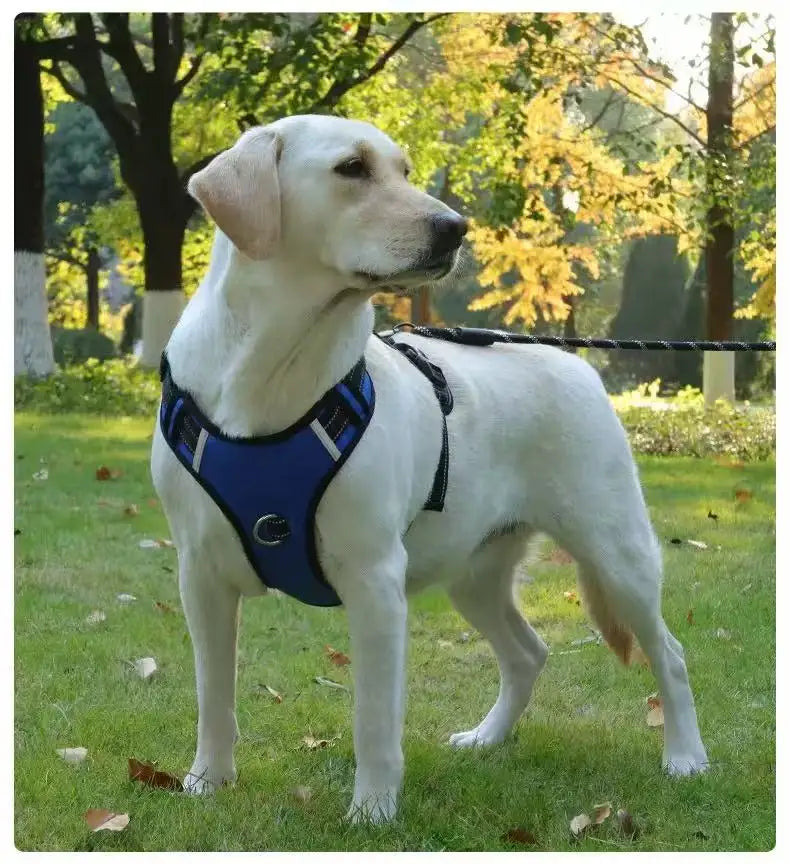 Le Major-Waf Line-laisses chien-harnais-enrouleur-dressage