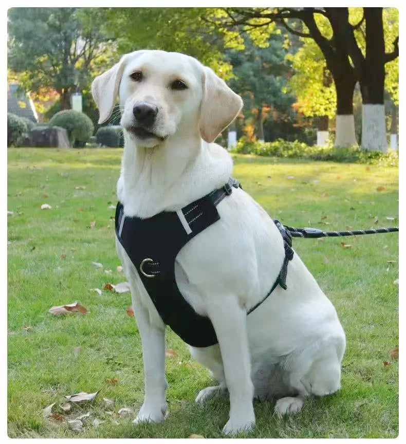 Le Major-Waf Line-laisses chien-harnais-enrouleur-dressage