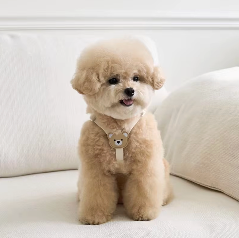 Le Teddy