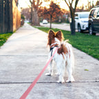 Le Torrent-Waf Line-laisses chien-harnais-enrouleur-dressage